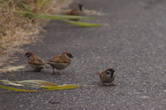 6536t　名古屋のスズメ