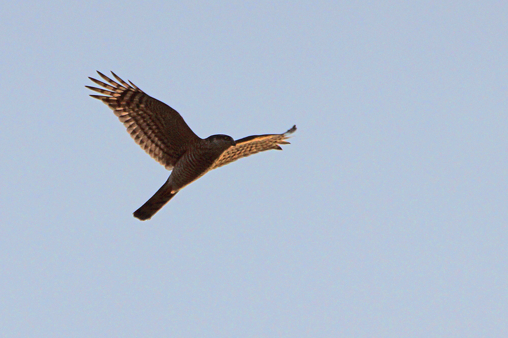 8902tm チョウゲンボウ