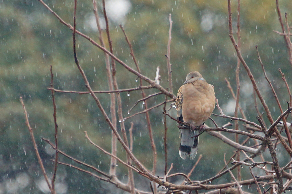 9083tm　雨の中のハト
