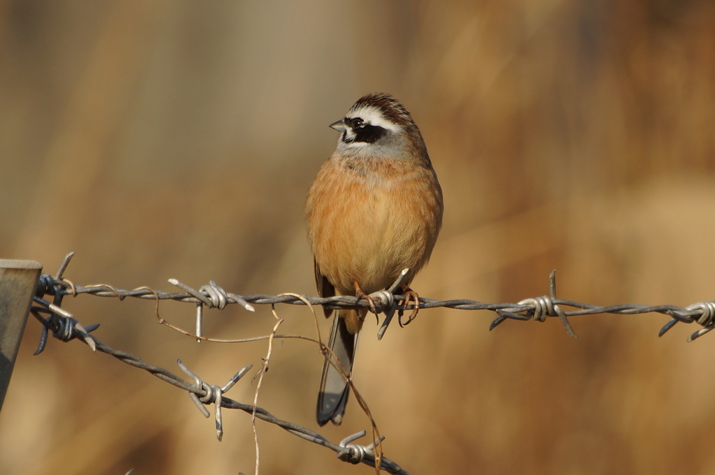 3203 スマートテレコン２倍