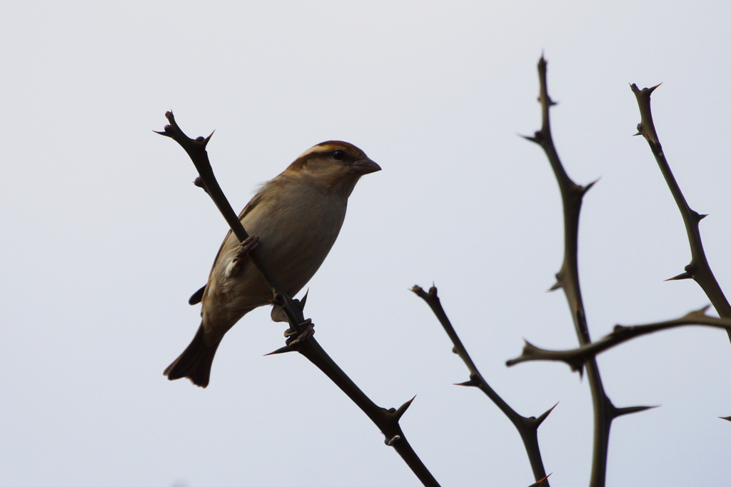 4133tm　ニュウナイスズメ