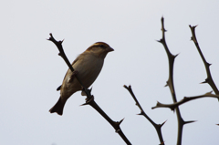 4133tm　ニュウナイスズメ