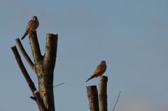 3495 チョウゲンボウ