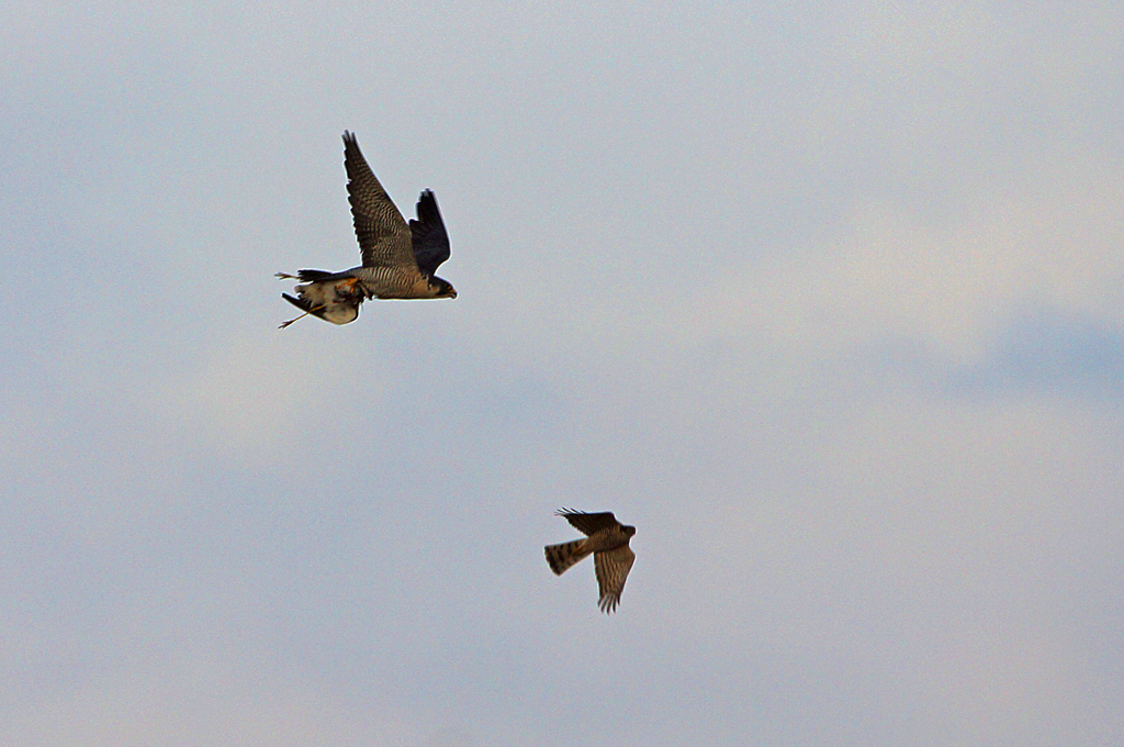 8220tm カップルの朝食