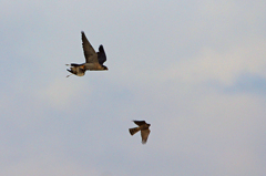 8220tm カップルの朝食