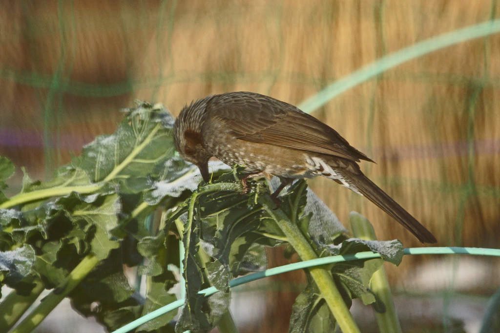 2138tm　ヒヨドリの朝食
