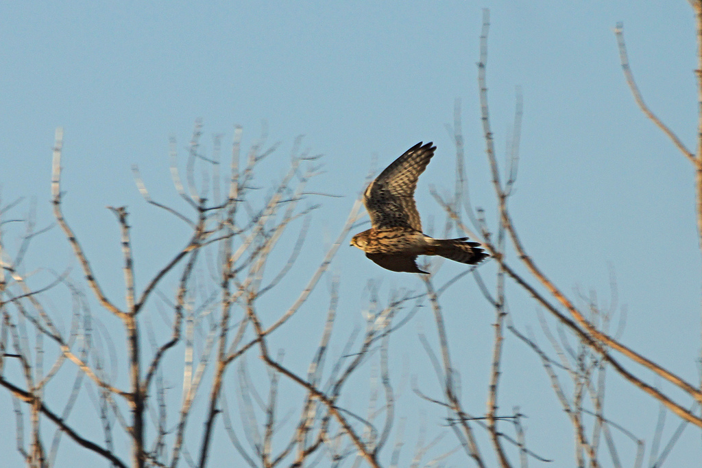 3434tm チョウゲンボウ