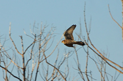 3434tm チョウゲンボウ
