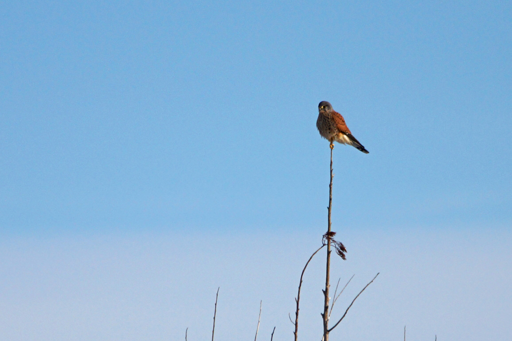 2366tm チョウゲンボウ