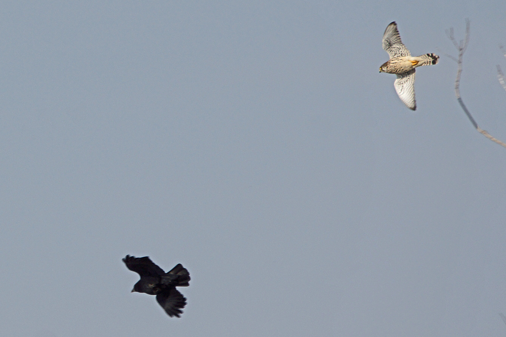 2925tm カラスを追うチョウゲンボウ