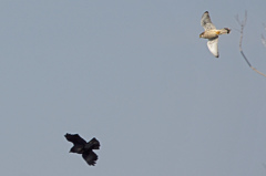 2925tm カラスを追うチョウゲンボウ