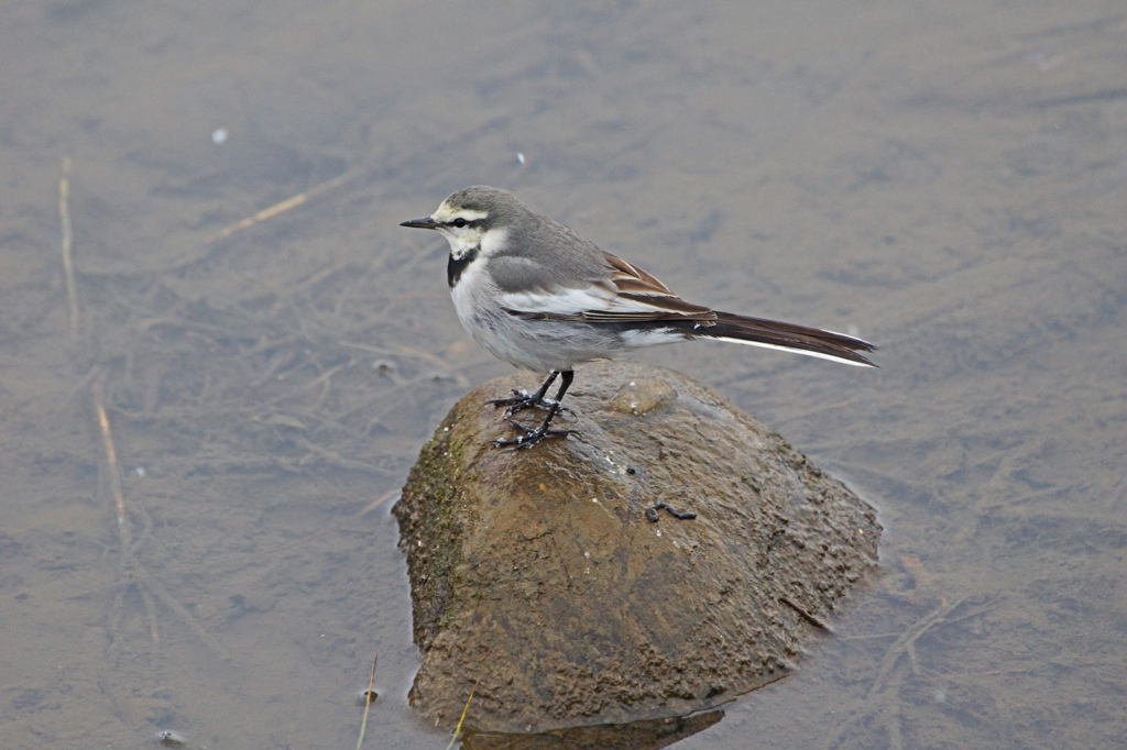 1379m ハクセキレイ