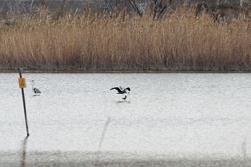 3032tm　鵜が木の枝を・・・
