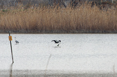 3032tm　鵜が木の枝を・・・