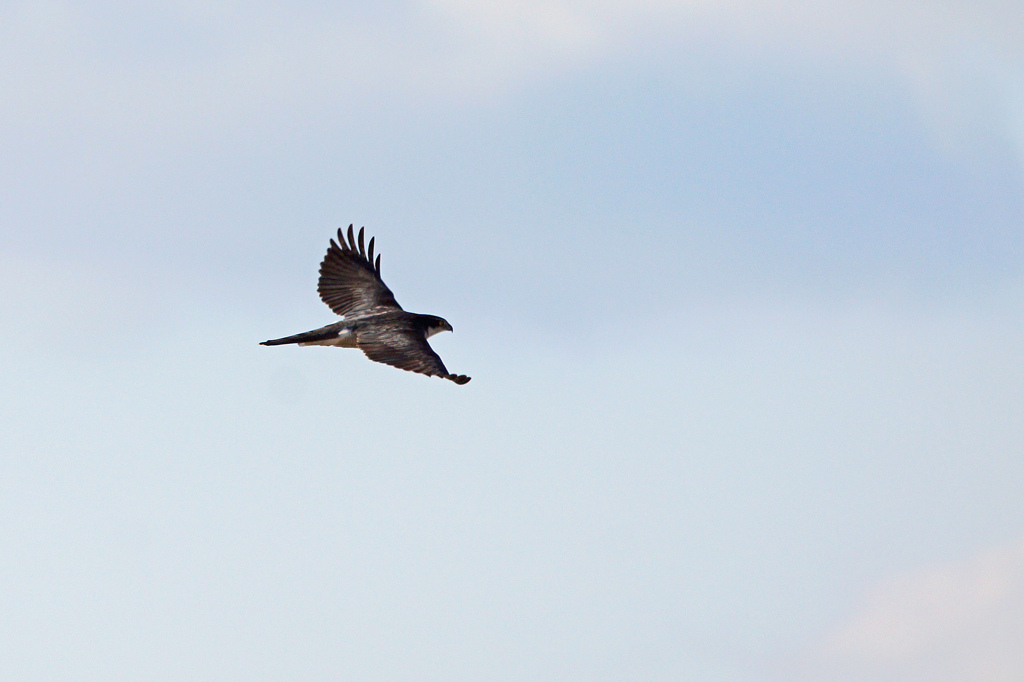 3693tm チョウゲンボウ