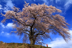 春よ、来い