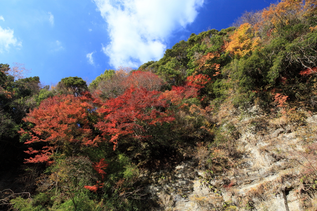 崖と紅葉