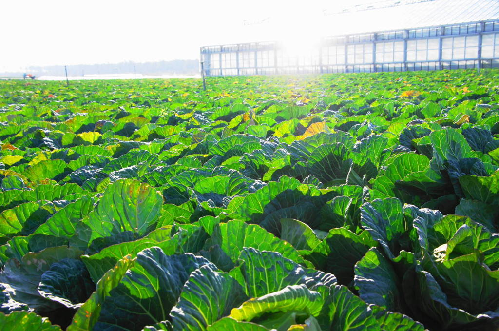 陽を浴びておいしくなる