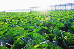 陽を浴びておいしくなる