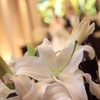 百合の花