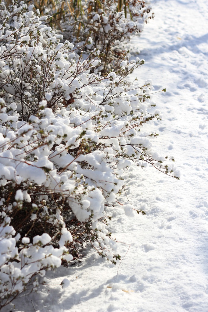 雪の花