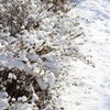 雪の花