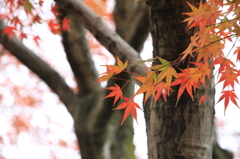 はんなり紅葉