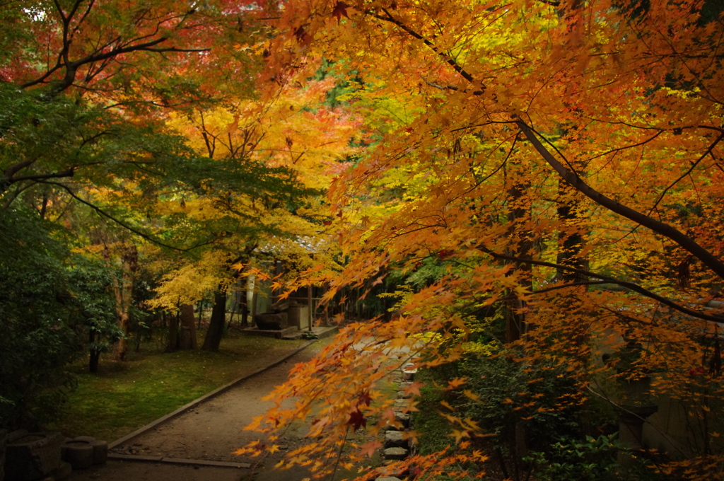 紅葉林
