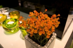Orange Flower
