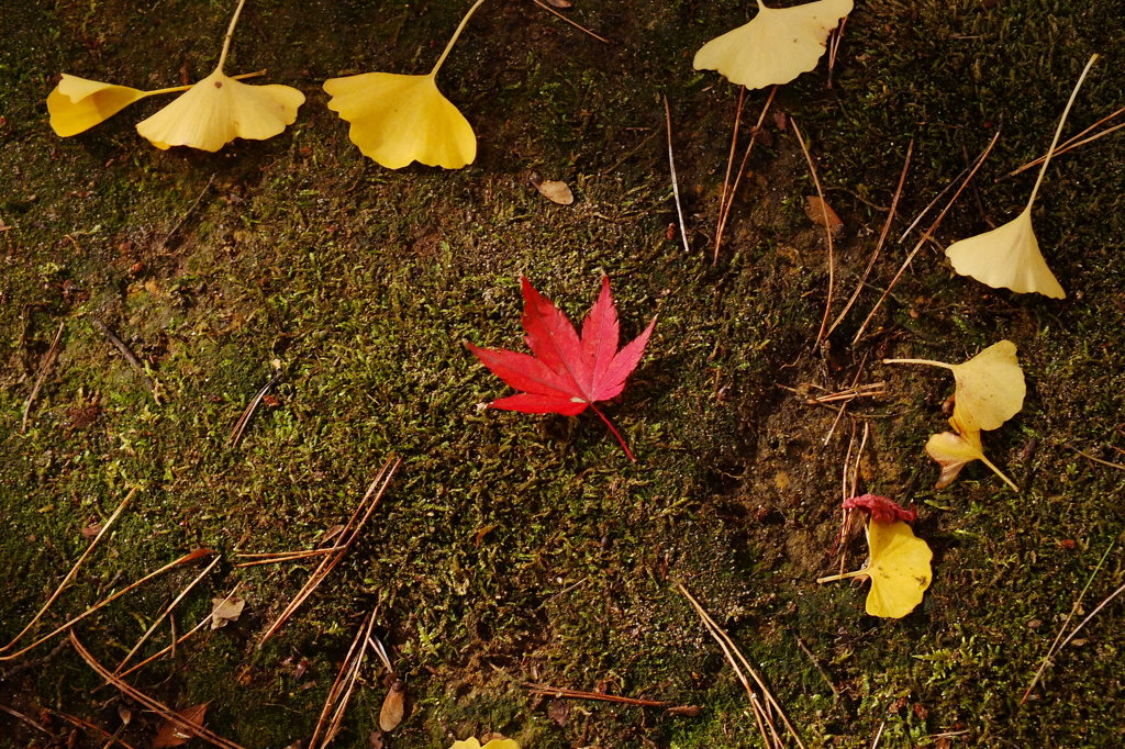 紅一点