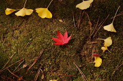紅一点