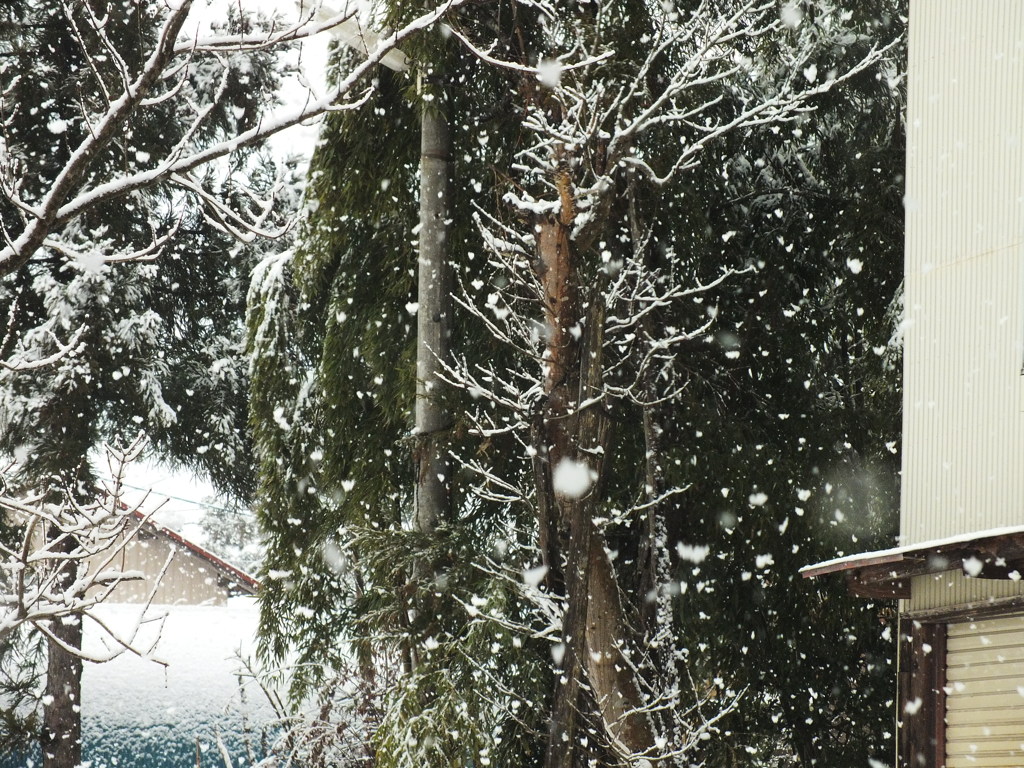 １／２５０の降雪
