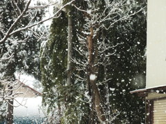 １／２５０の降雪