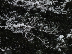 白い枝