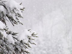 雪降り杉