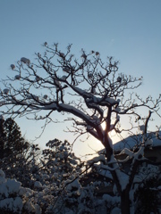 雪の実