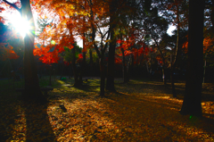 Sunshine filtering through foliage