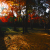 Sunshine filtering through foliage