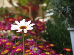 花園