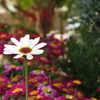 花園
