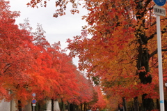 紅葉1