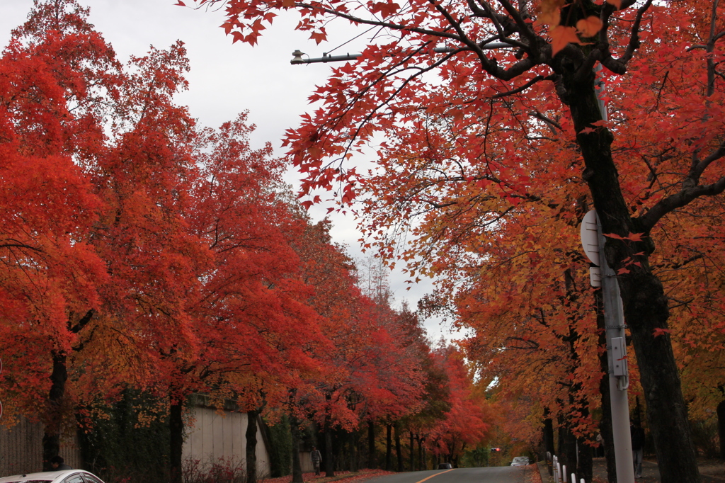 紅葉２