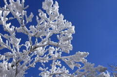 樹雪