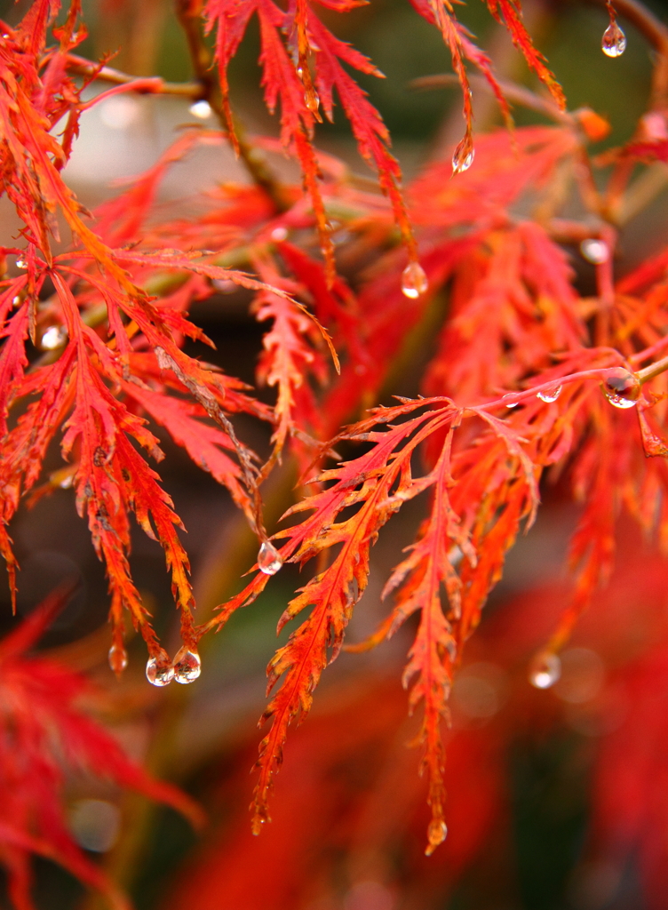 紅葉涙す・・・