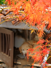 写真撮るなら餌をくれ！