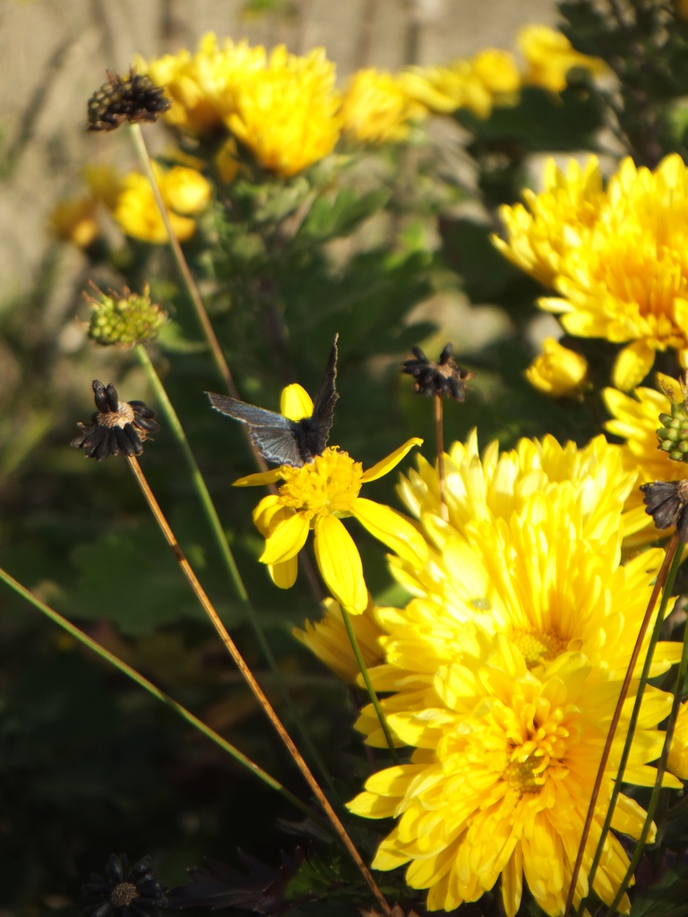 蝶よ、隣の花の方が・・・