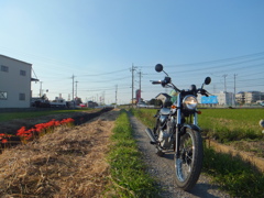 農道と彼岸