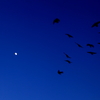 dances with the moon