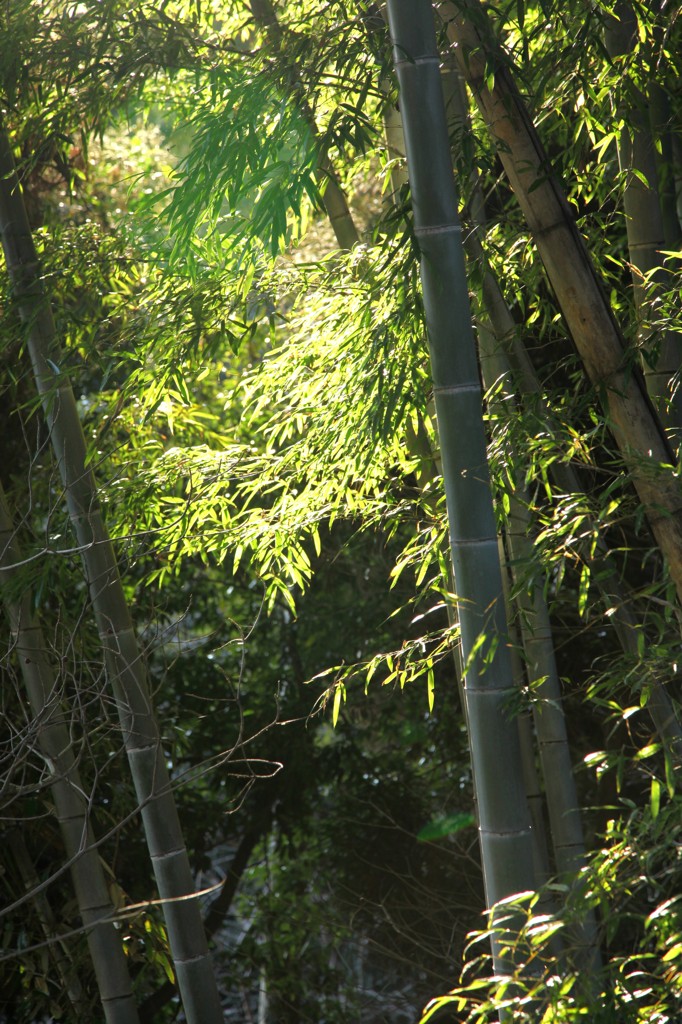 竹林に射し込む光