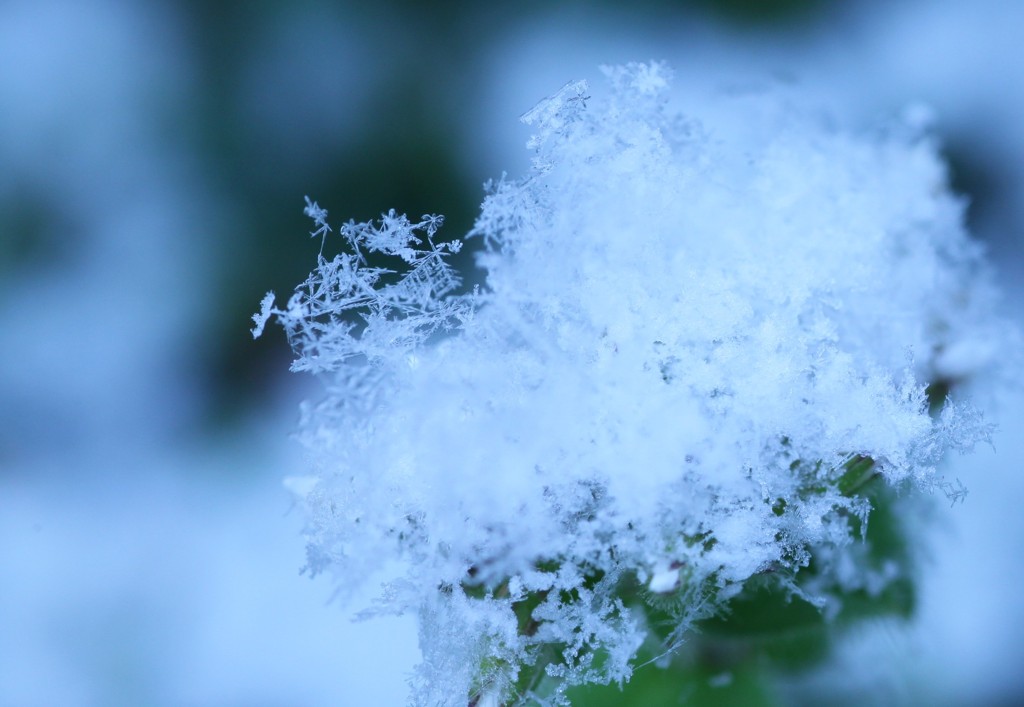 冬に咲く花
